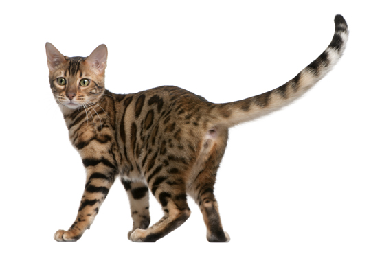 Bengal Cats for Sale in Glasgow