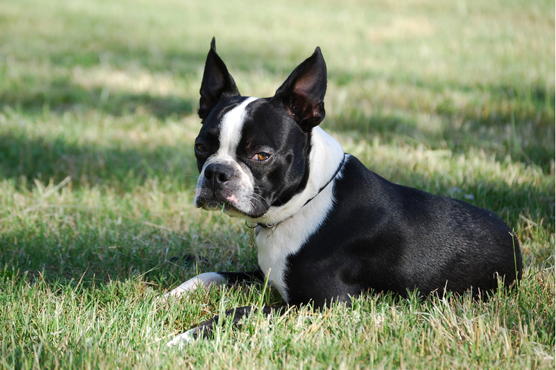 Boston Terriers for Sale