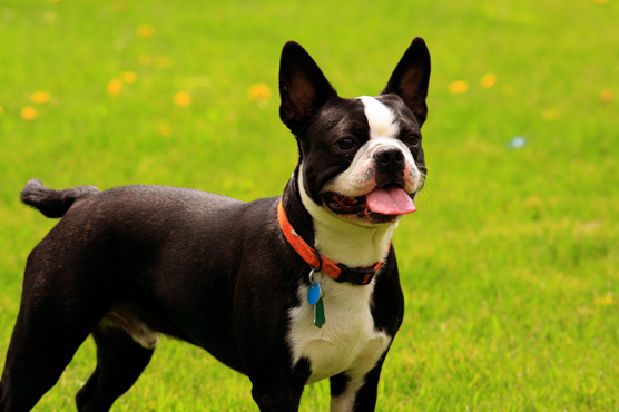 Boston Terriers Puppies for Sale