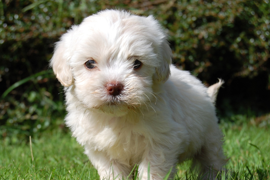 Cavapoo Puppies for Sale in Scotland