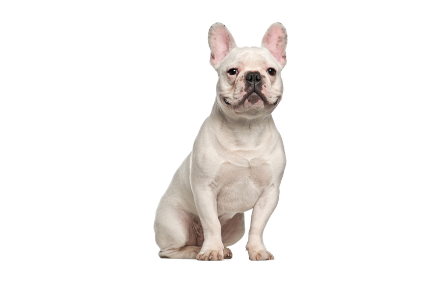French Bulldog Temperament and Personality - PetsYouLove