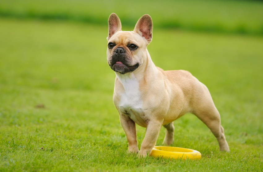French Bulldog Puppies for Sale in Scotland, Glasgow