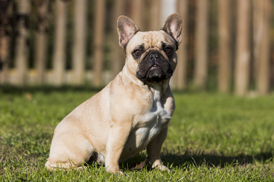 French Bulldog Dogs for Sale