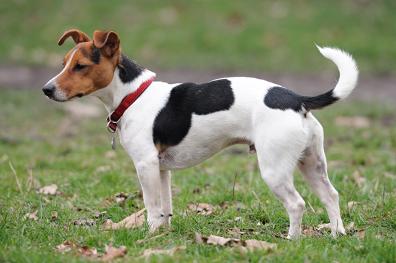Jack Russell Personality 