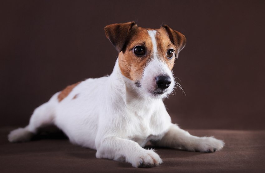 Jack Russell Temperament & Personality