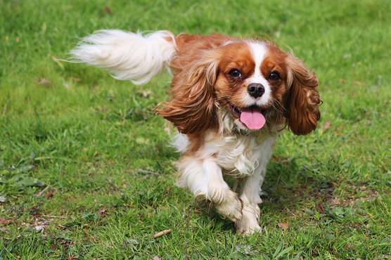 Cavalier King Charles Spaniel Puppies for Sale in Scotland
