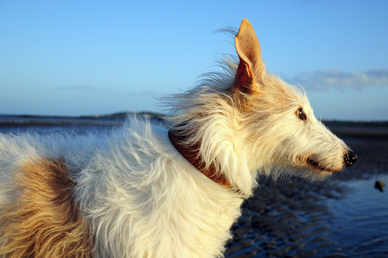 Lurcher Dogs for Sale