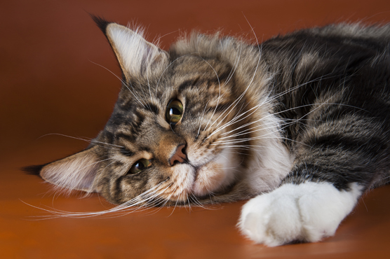 Maine Coon Cat Health Issues