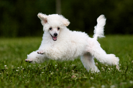Miniature Poodle Dogs for Sale