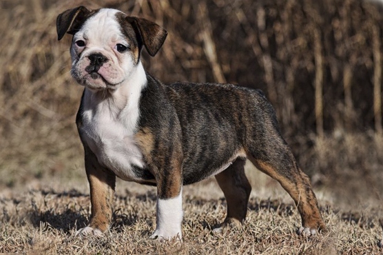 Old Tyme Bulldog Dogs for Sale