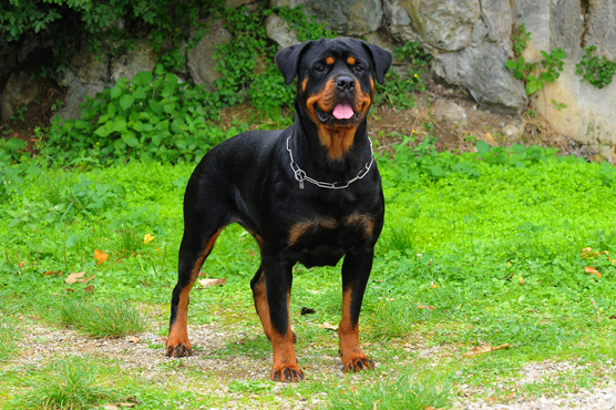 Rottweiler Dogs for Sale