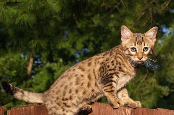 Savannah Cats for Sale in Scotland