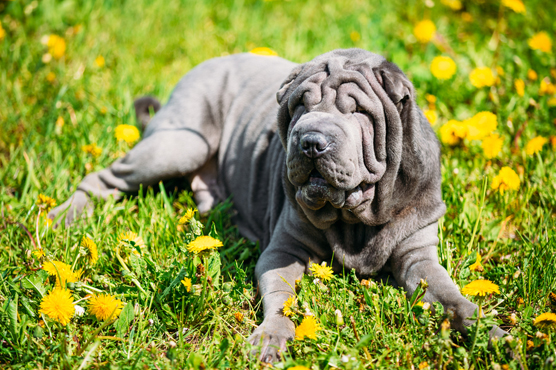 Shar Pei Puppies for Sale