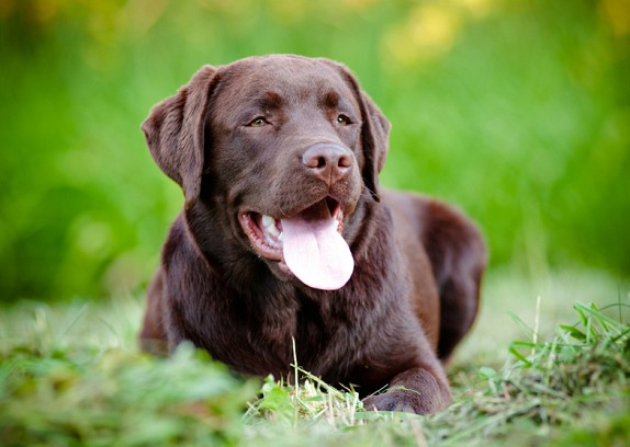 Labrador Retriever Health Issues - PetsYouLove