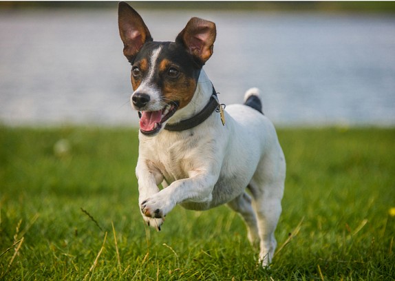 Jack Russell Health Problems