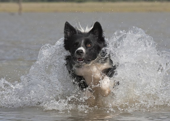 Border Collie Temperament and Personality 
